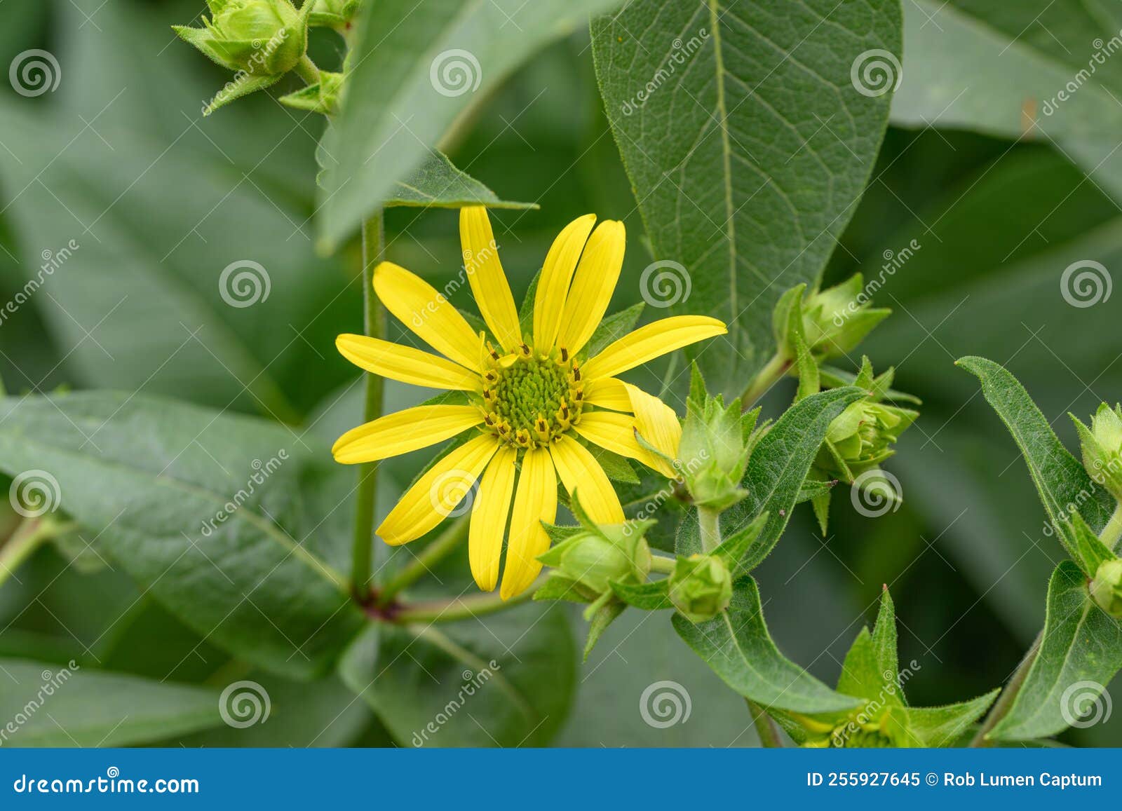 whole-leaf rosinweed silphium integrifolium yellow flower and buds